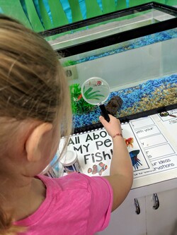 kindergarten student looking at fish tank